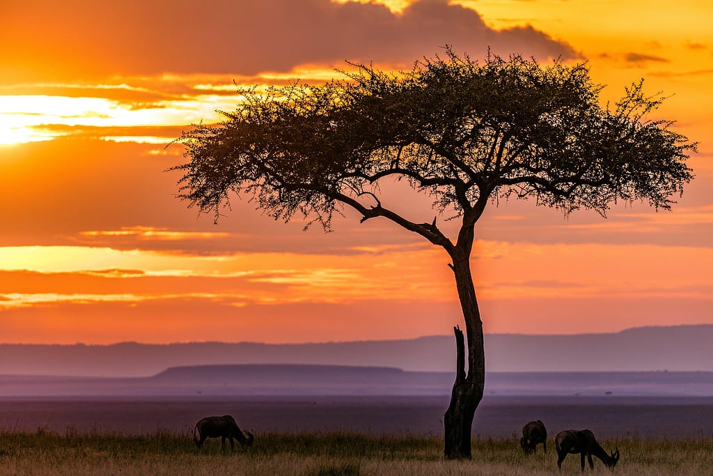 Dove si fa il miglior safari in Africa? I 5 luoghi da non perdere