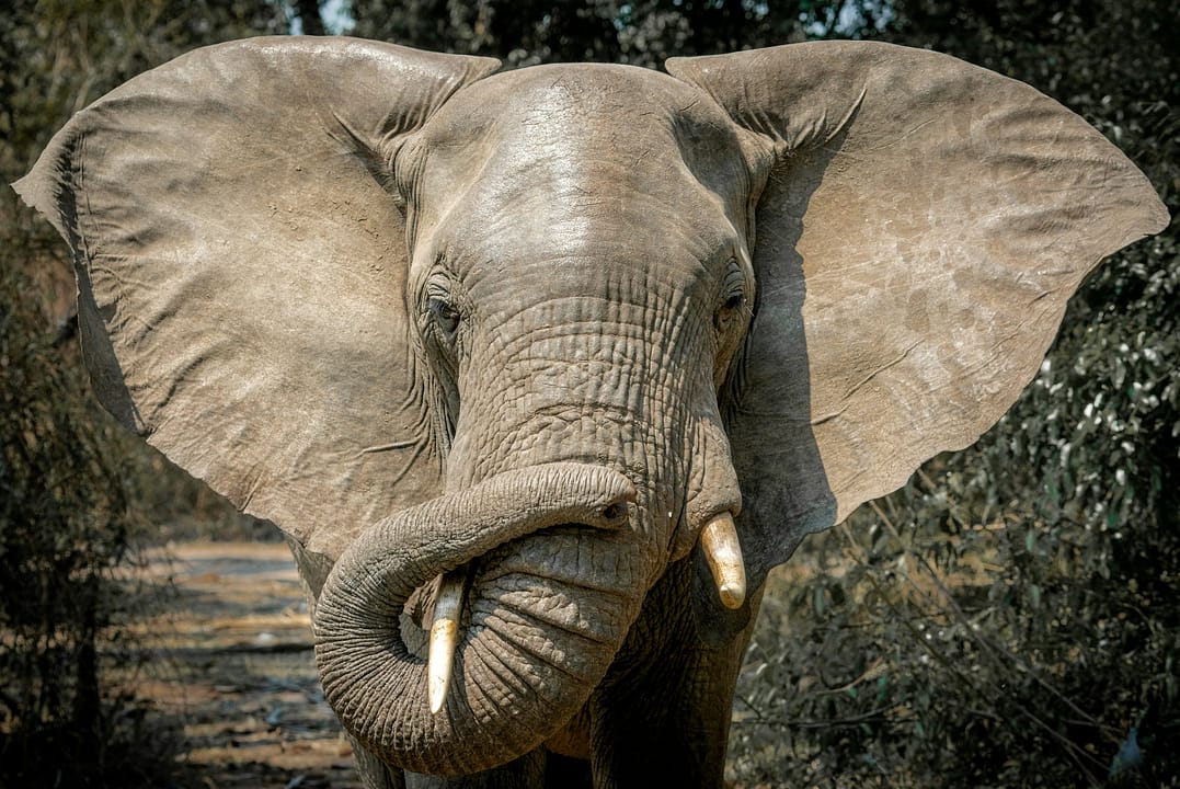 Elefante nel Parco Nazionale di Selous Tanzania