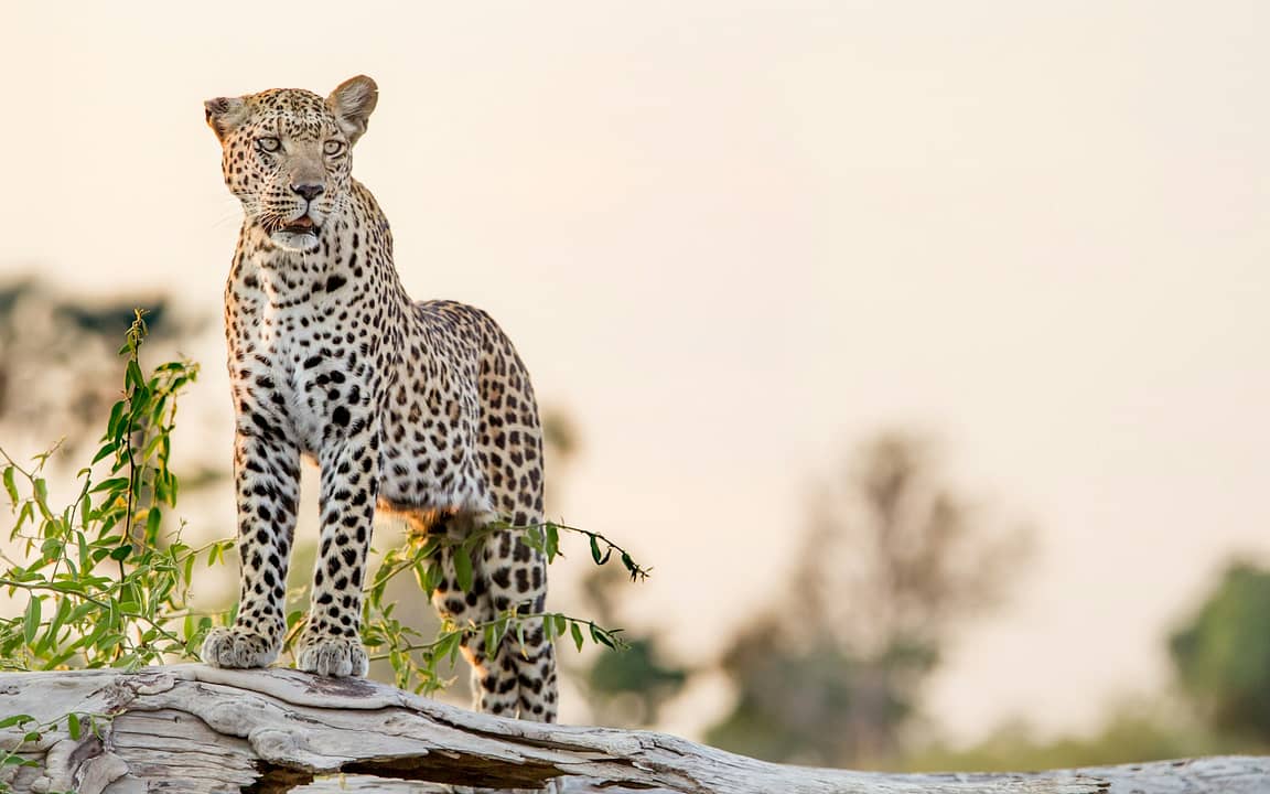 Leopardo nel Okavango Delta Botswana