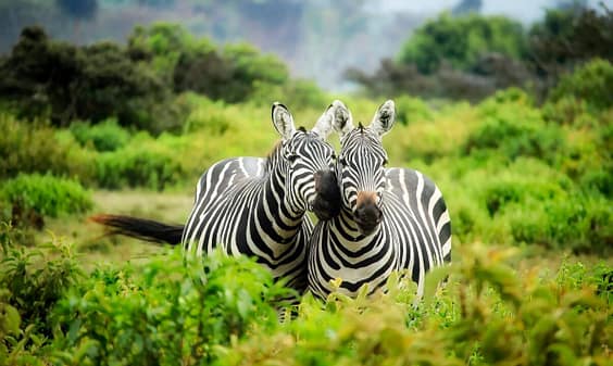 zebre viaggioinafrica Zebre