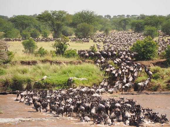 grande migrazione animali masai mara viaggioinafrica