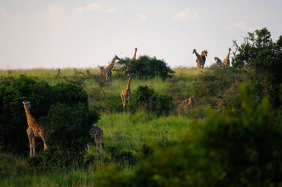 giraffe safari kibanda uganda viaggioinafrica