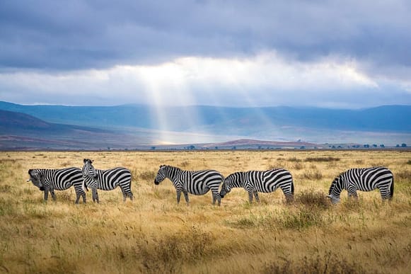 zebre nella regione Arusha in Tanzania viaggioinafrica