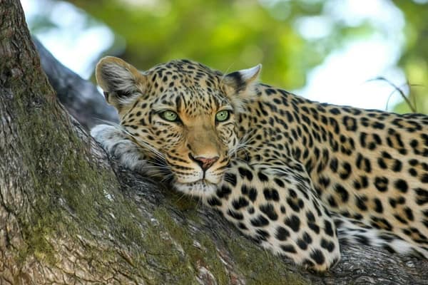 leopardo viaggioinafrica