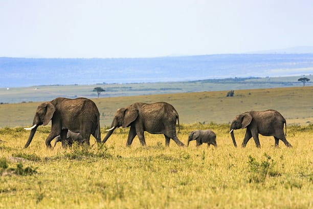 safari africa