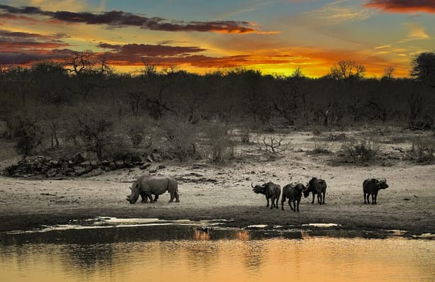 parco kruger sudafrica viaggioinafrica parco kruger sudafrica viaggioinafrica