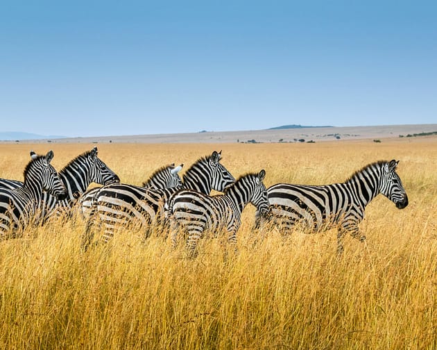 zebre parco masai mara viaggioinafrica