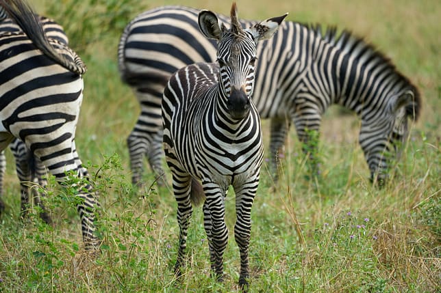 Zebra al South Luangwa National Park Zambia Zebra al South Luangwa National Park Zambia