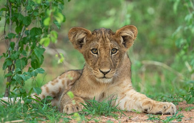Leone Parco Nazionale Ruaha Leone Parco Nazionale Ruaha