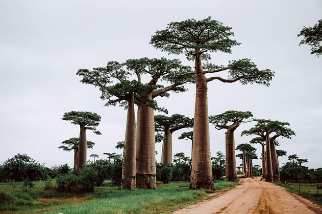 Avenue des Baobab Madagascar Avenue des Baobab Madagascar
