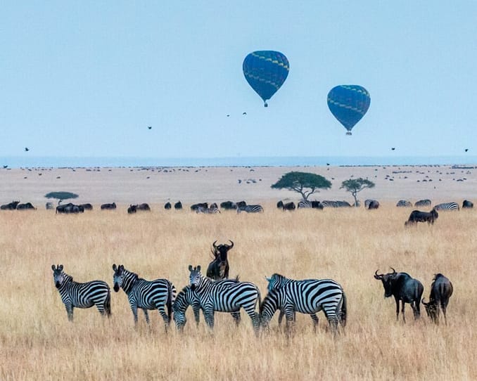 masaai mara gnu e zebre kenya viaggioinafrica