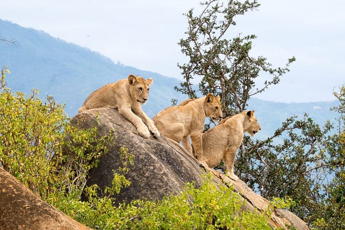 leoni parco nazionale di Tsavo kenya viaggioinafrica