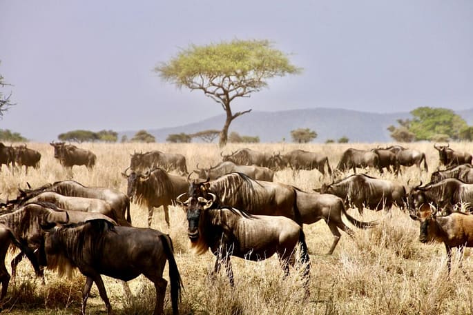 Gnu nel parco serengeti viaggioinafrica