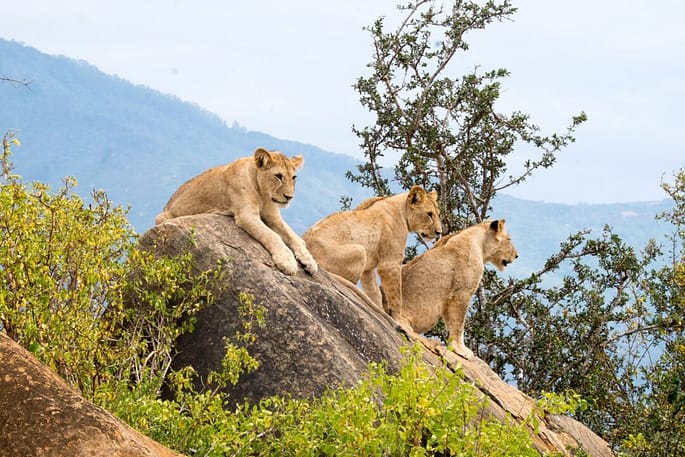 leoni parco nazionale di Tsavo kenya viaggioinafrica leoni parco nazionale di Tsavo kenya viaggioinafrica