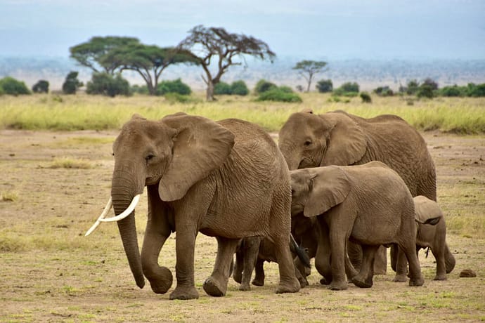 amboseli elefanti kenya viaggioinafrica
