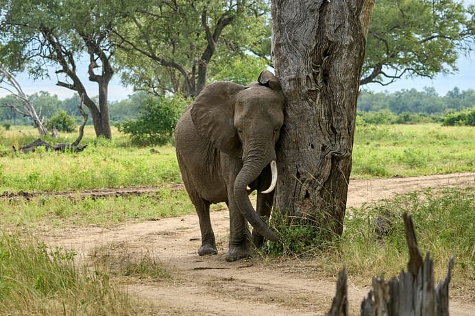 Elefante al South Luangwa National Park Zambia Elefante al South Luangwa National Park Zambia