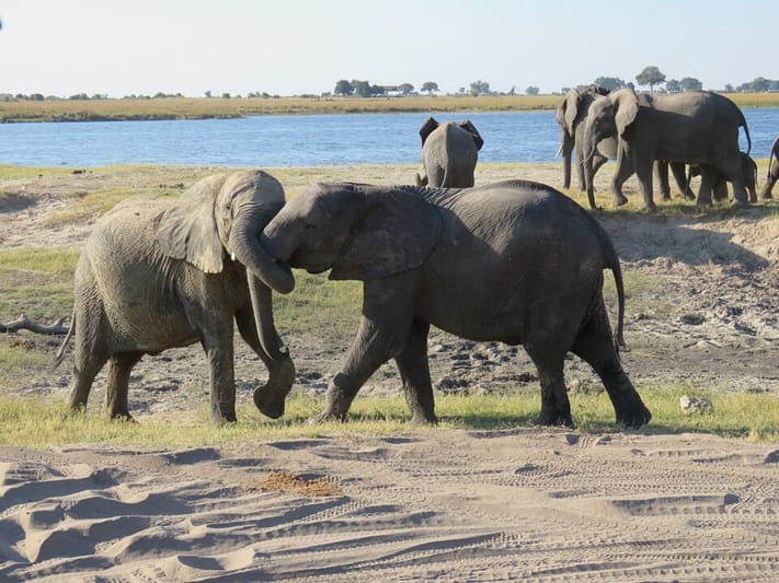 parco chobe Botswana viaggio in africa