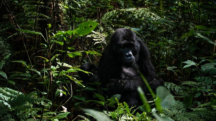 gorilla di montagna Bwindi Impenetrable park uganda viaggio in africa