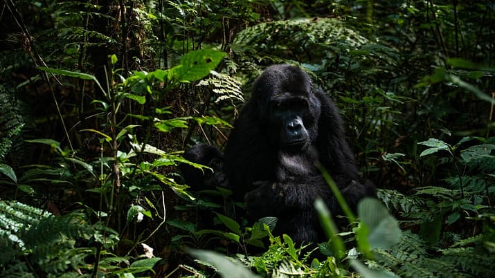 gorilla di montagna Bwindi Impenetrable park uganda viaggio in africa gorilla di montagna Bwindi Impenetrable park uganda viaggio in africa