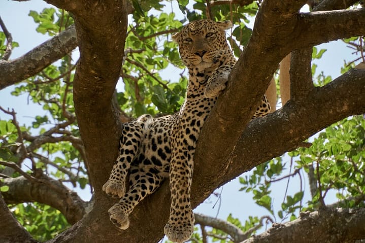 leopardo serengeti safari tanzania viaggio in africa