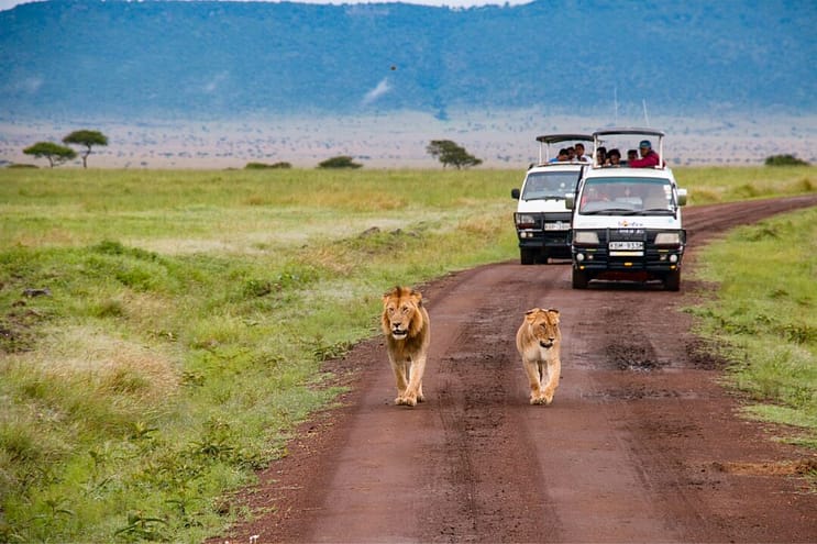 parco masai mara safari kenya viaggio in africa