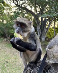 FB IMG 1688594562266 FB IMG 1688594562266