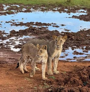 safari in kenya con Michelino safari in kenya con Michelino