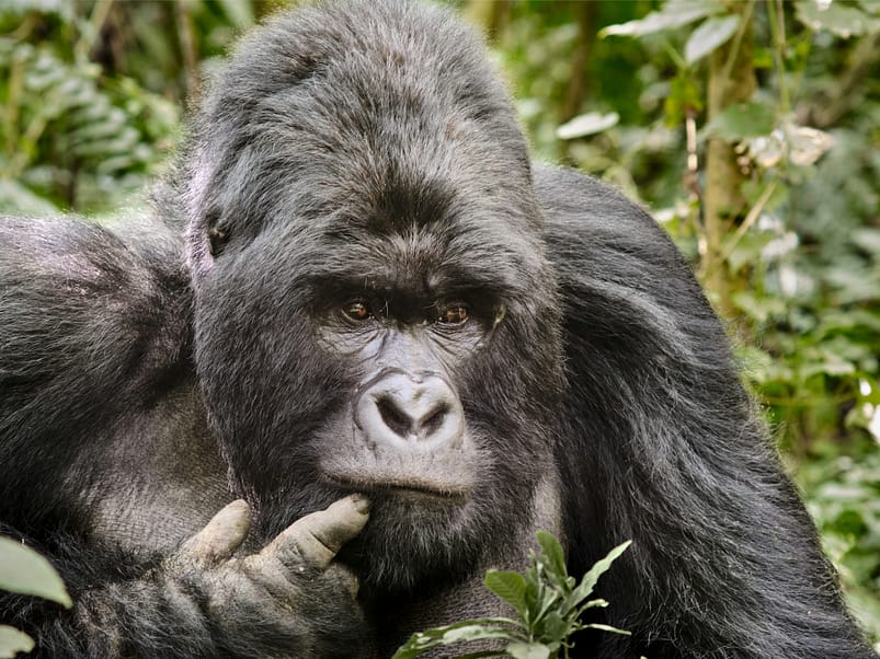 Gorilla delle montagne Parco Nazionale Virunga in Congo