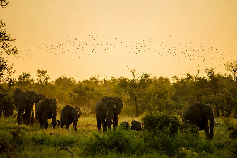 I Migliori Safari in Africa: Un’Avventura da Sogno nei Paradisi Selvaggi
