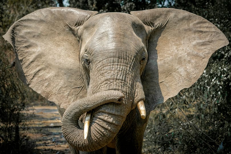 Safari Alternativi in Africa: 5 Riserve Naturali Fuori dai Percorsi Battuti