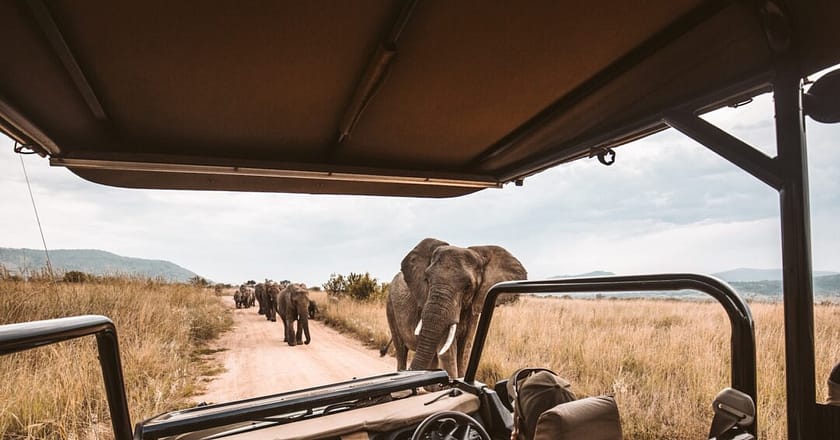 Dove Andare in Africa per un Safari e vivere Avventure Indimenticabili