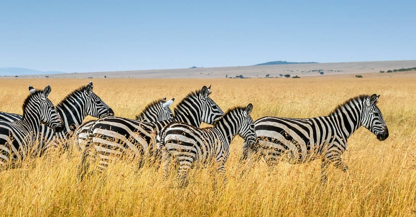 Fotografia per Safari: Consigli Pratici per Catturare la Fauna Africana