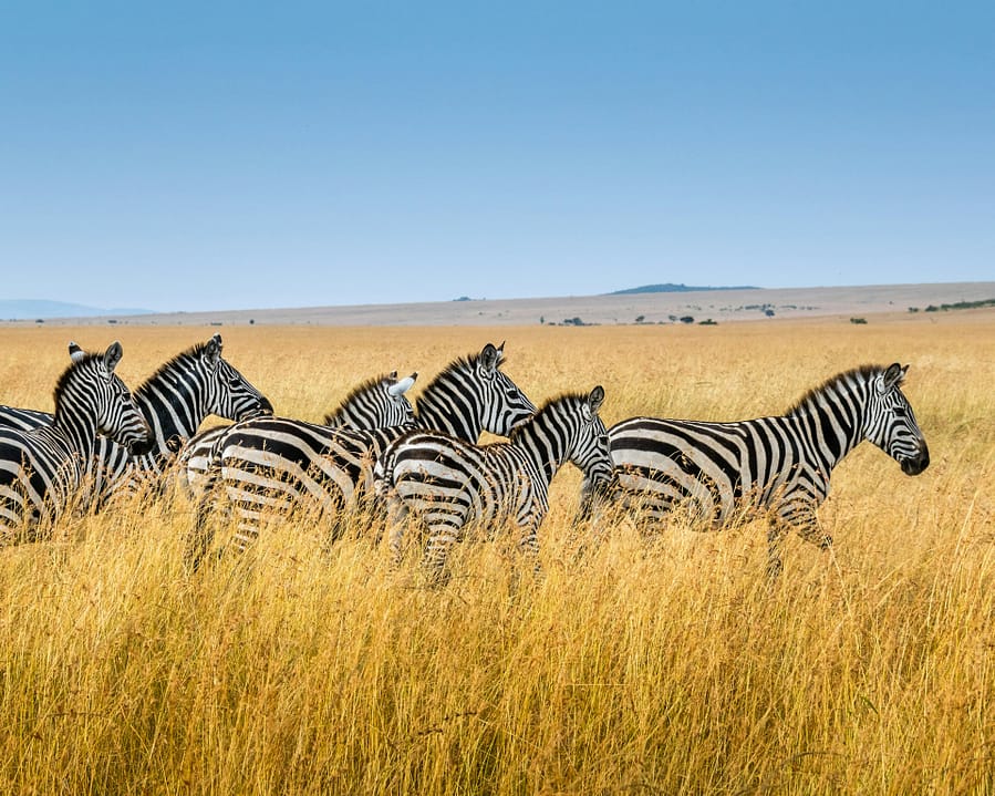 zebre parco masai mara viaggioinafrica